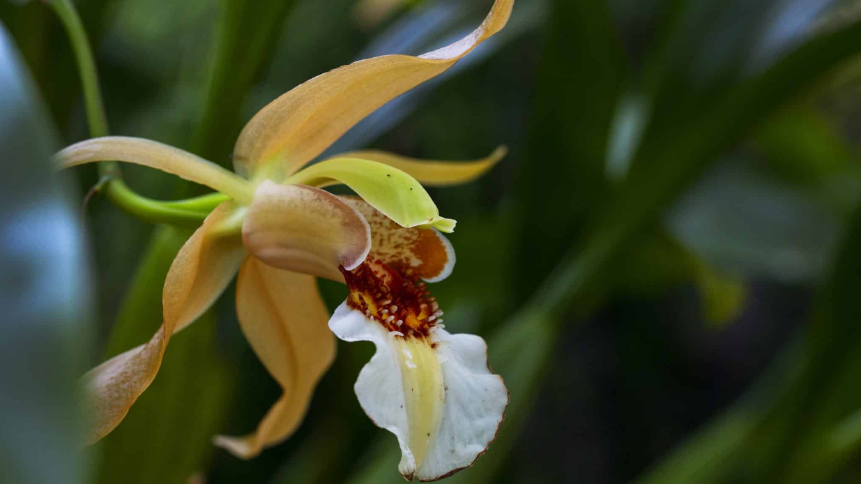 Content Dam Org 7 Images Full Rights Eventi Trento Muse 2023 2024 Orchidarium Orchidarium 1