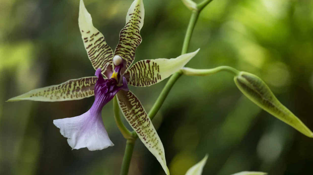 Content Dam Org 7 Images Full Rights Eventi Trento Muse 2023 2024 Orchidarium Orchidarium 2