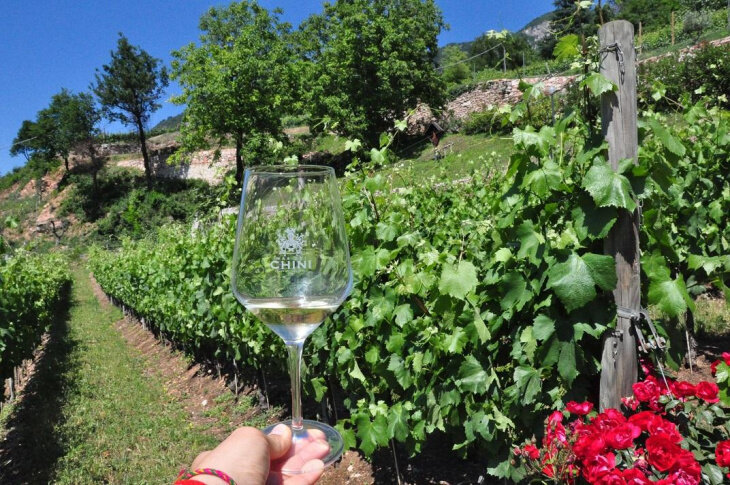 Pic Nic Vivi la Vigna - Gemme di Gusto