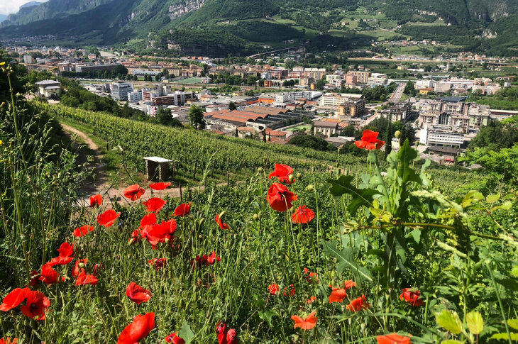 Content Dam Org 7 Images Full Rights Eventi Trento Pic Nic Vivi La Vigna Gemme Di Gusto Gemme Di Gusto 3