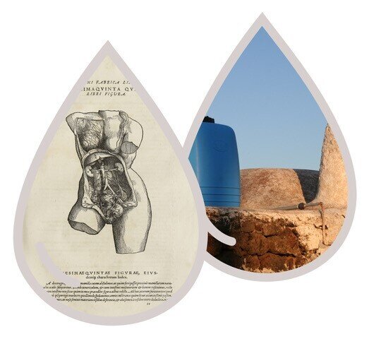 Regenerations: ancient scenarios for a new Anthropocene - MUSE