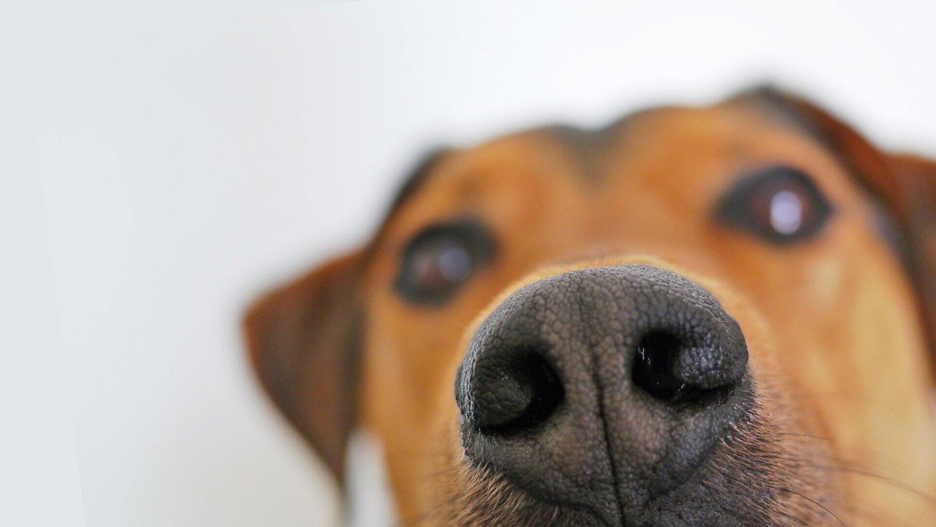 Se ti fiuto di aiuto - I medical detection dogs - MUSE