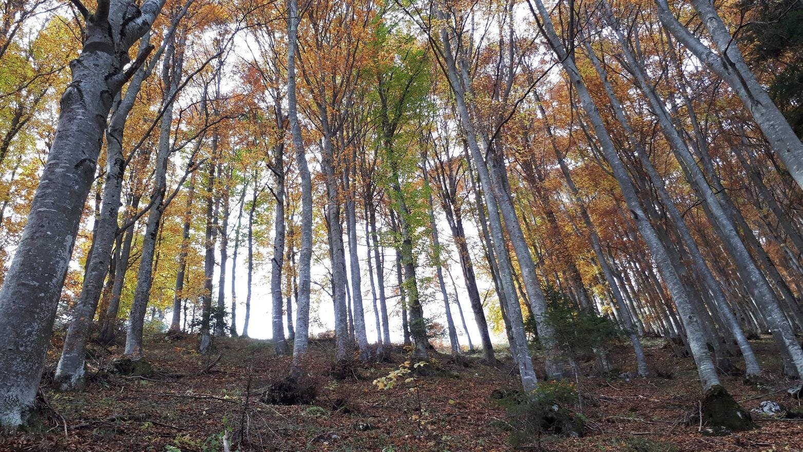 Shinrin, the queens of the forest - Monte Bondone