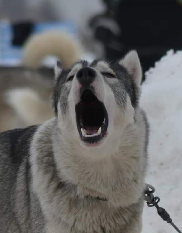 Content Dam Org 7 Images Full Rights Eventi Monte Bondone Sleddog Campionati Italiani 2023 Sleddog 3