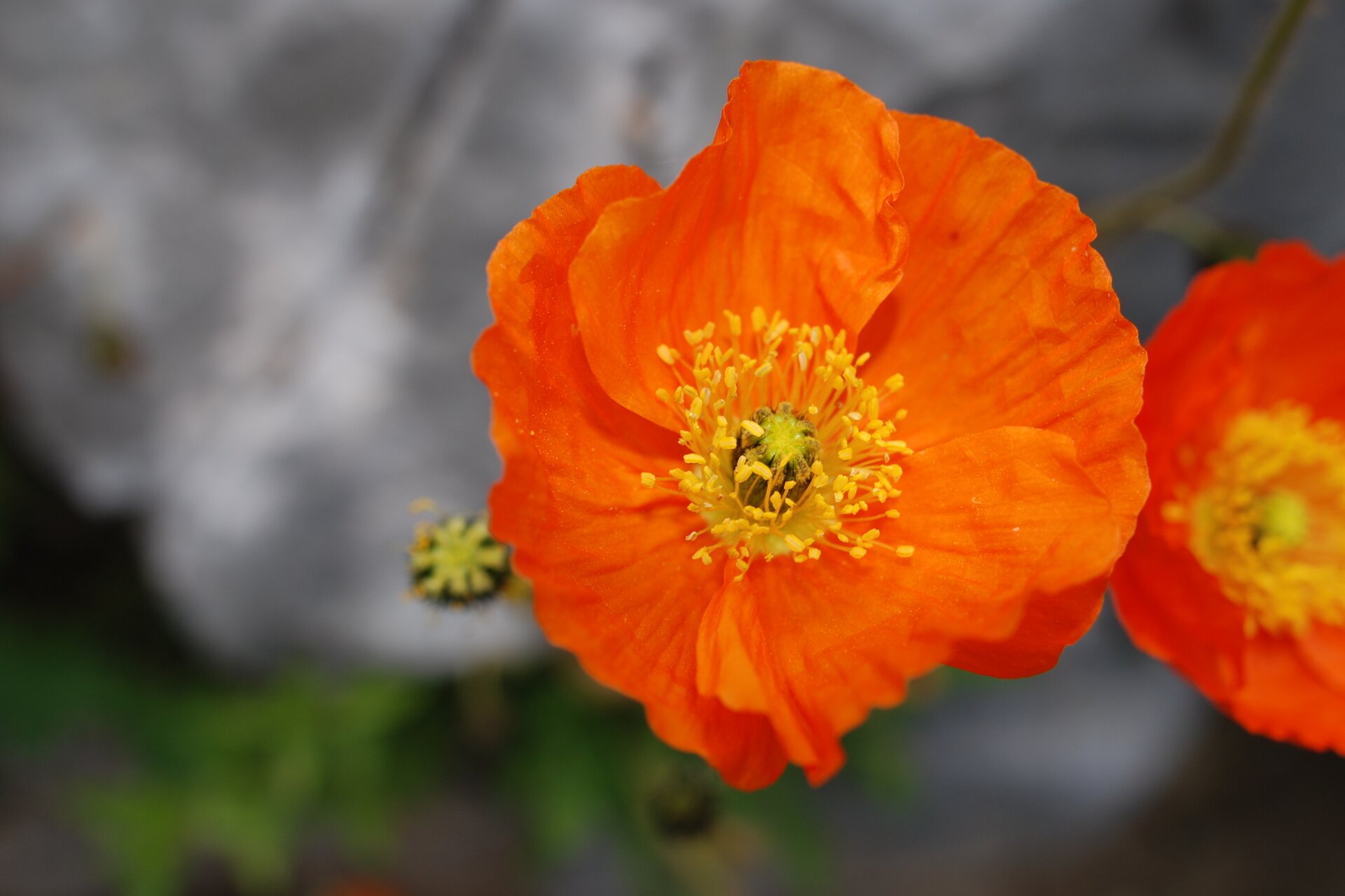 Sommersonnenwende in den Bergen – Alpinischer Botanischer Garten Viote