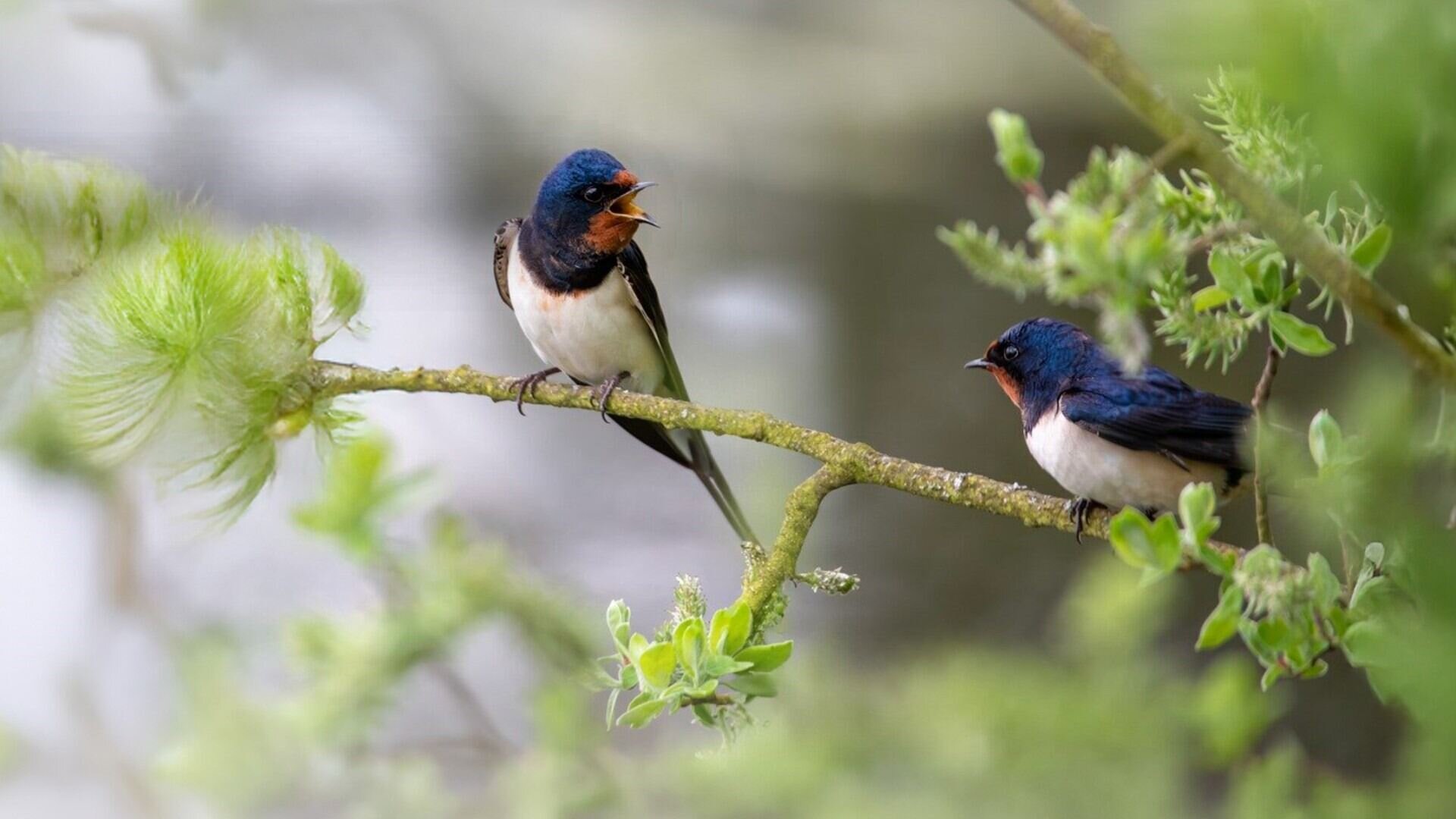 Biodiversity talks. Dialogues on nature - MUSE