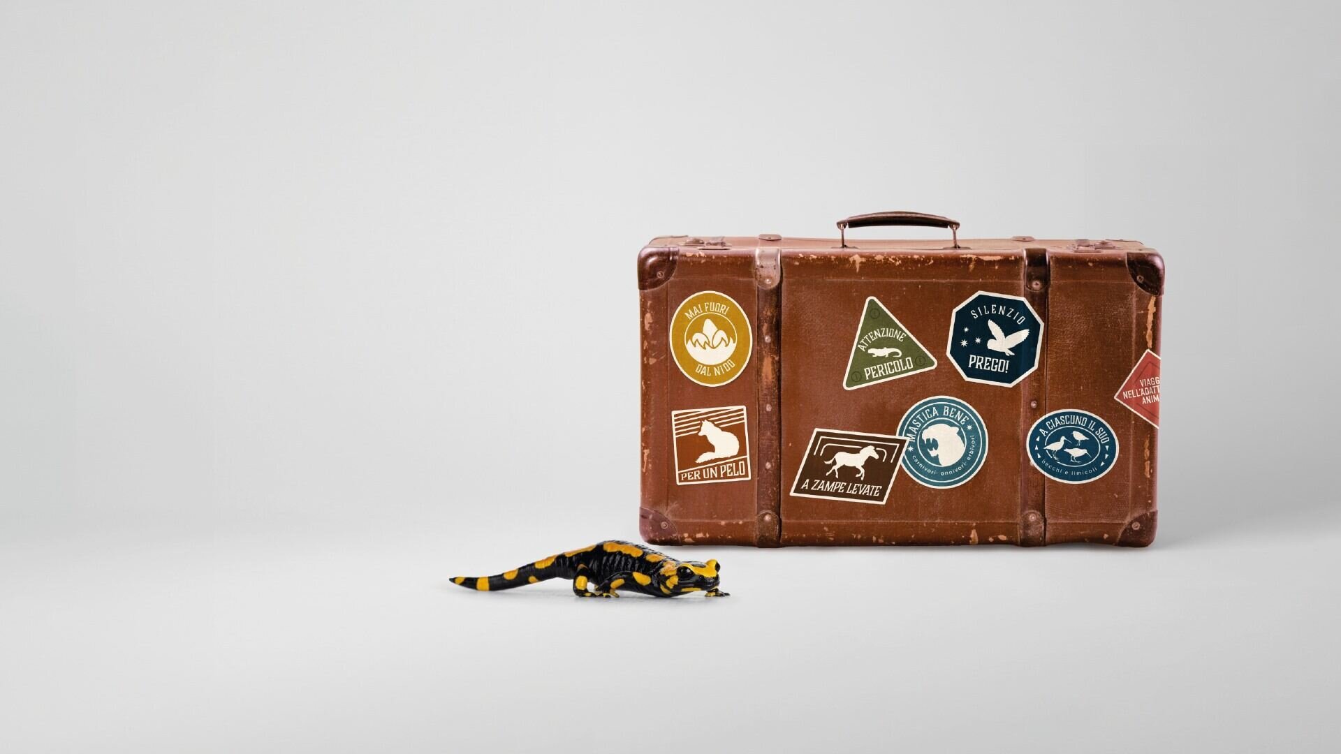 Touch of Nature - Journey into animal adaptation - MUSE