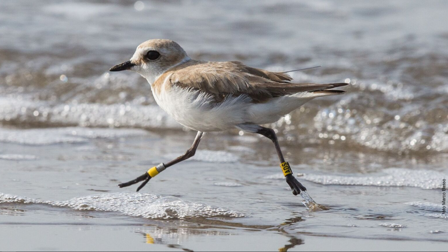 Tra spiaggia e mari: storie di uccelli del Mare Nostrum - MUSE