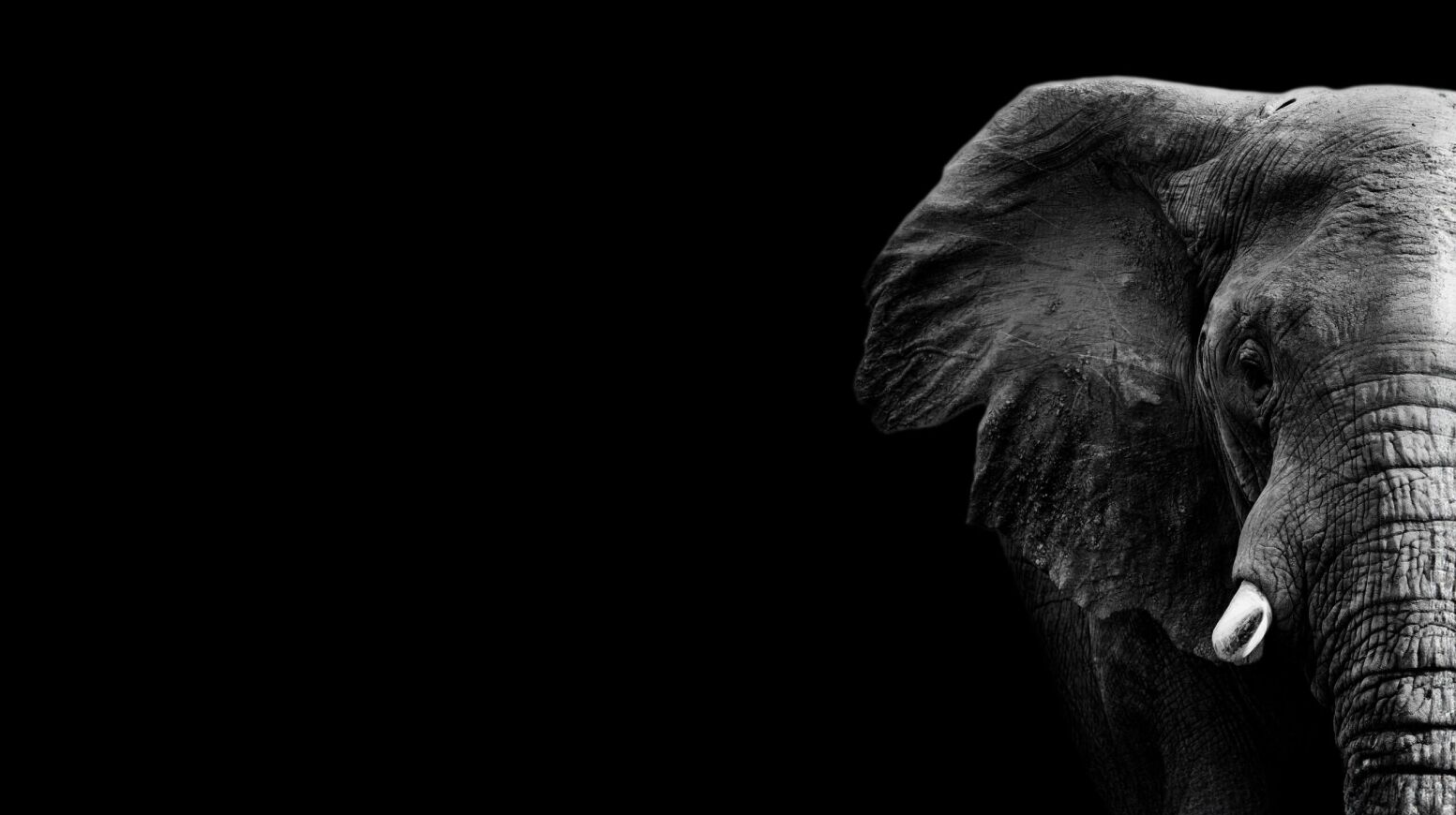 Nature traffickers - The trade that threatens biodiversity