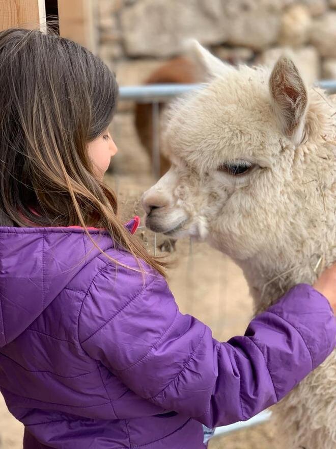 Alpaca trekking - an experience for all