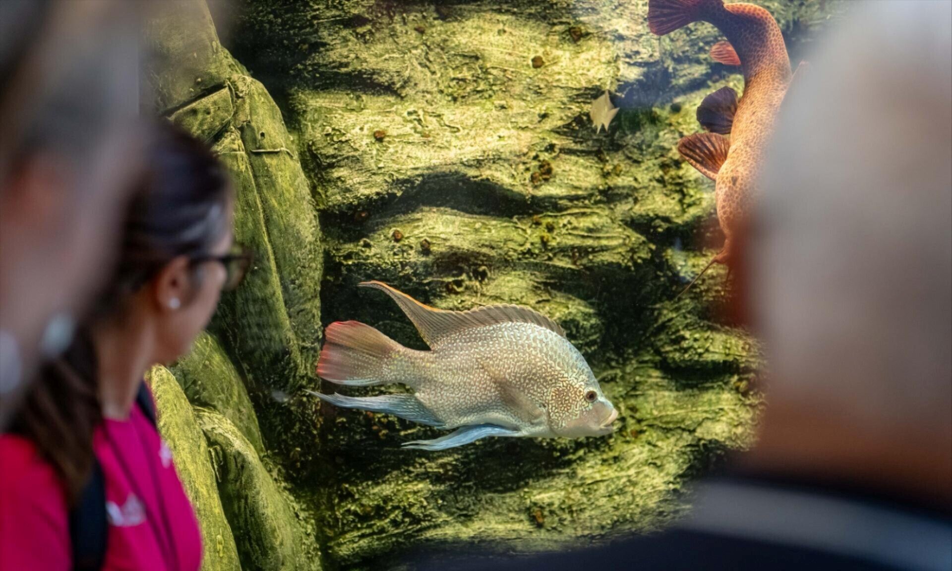 Un mondo sommerso: al MUSE un pomeriggio tra biodiversità, acqua e culture