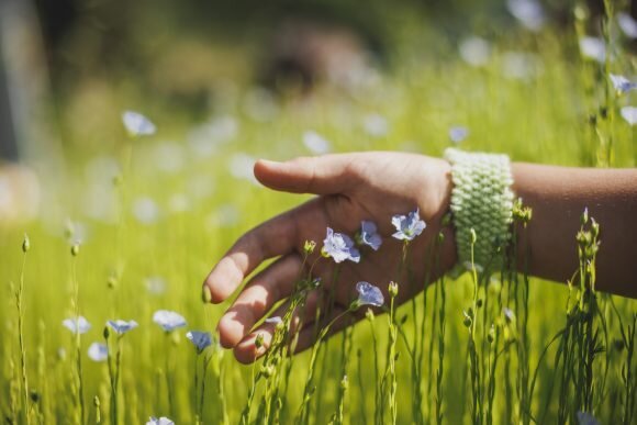 Guided tours of the Viote Alpine Botanical Garden