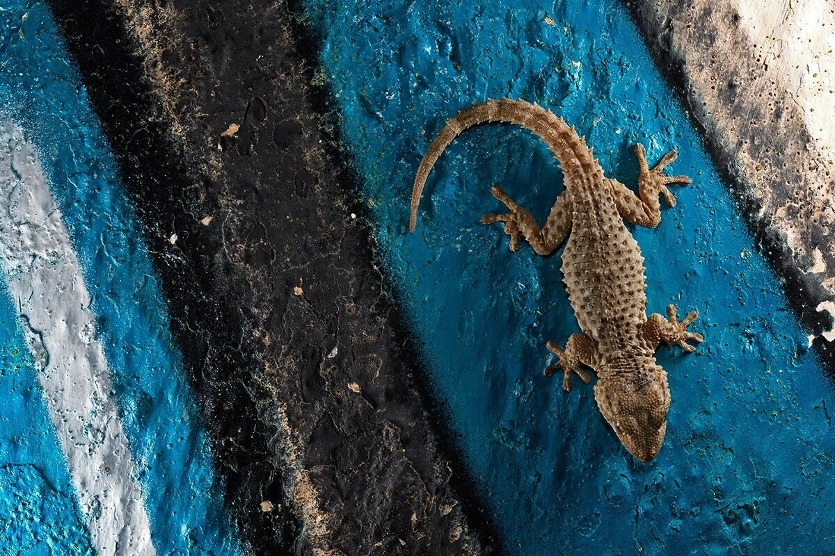 Content Dam Org 7 Images Full Rights Eventi Trento Muse 2023 2024 Wild City Wild City 2