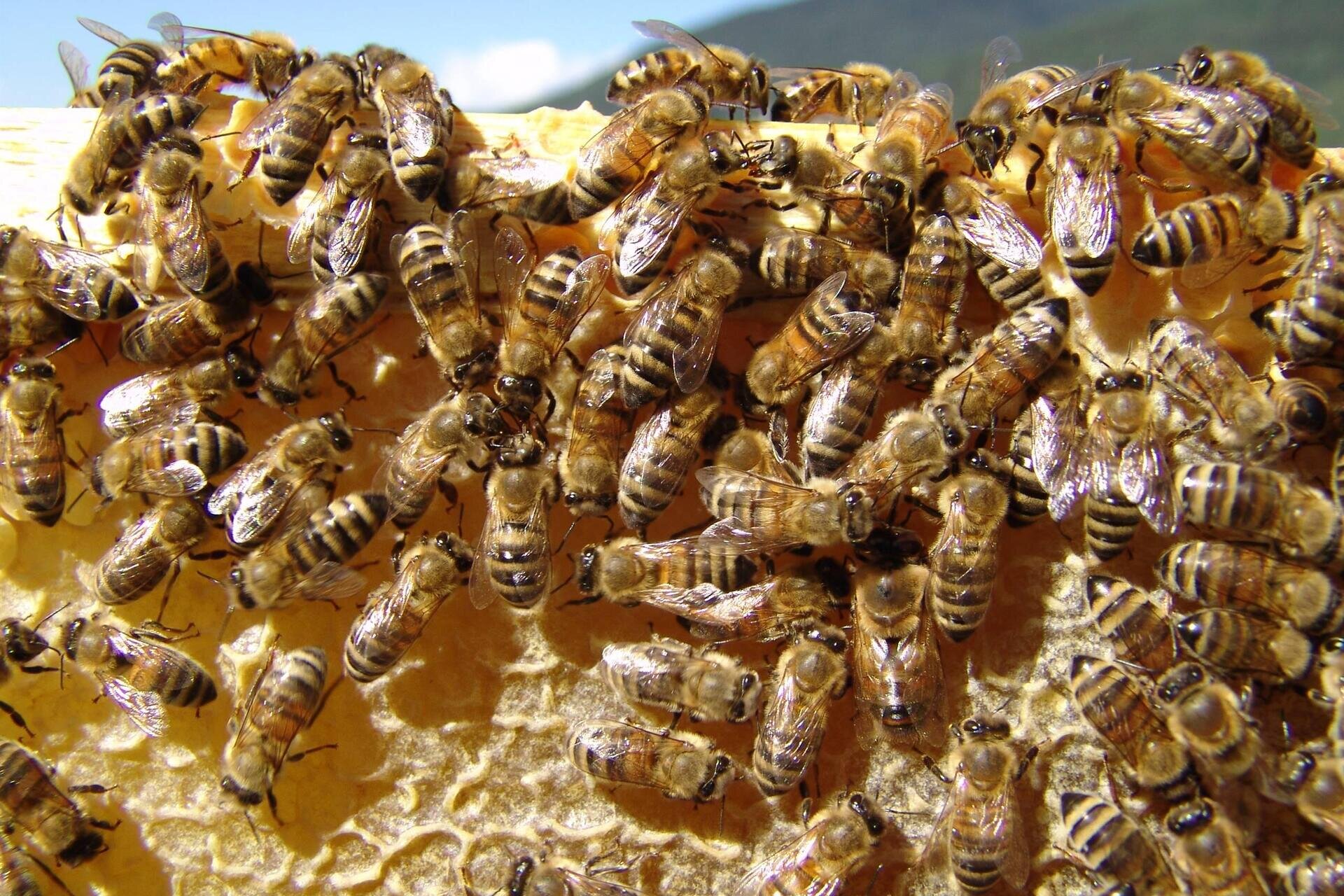 Von Bienen zu Honig