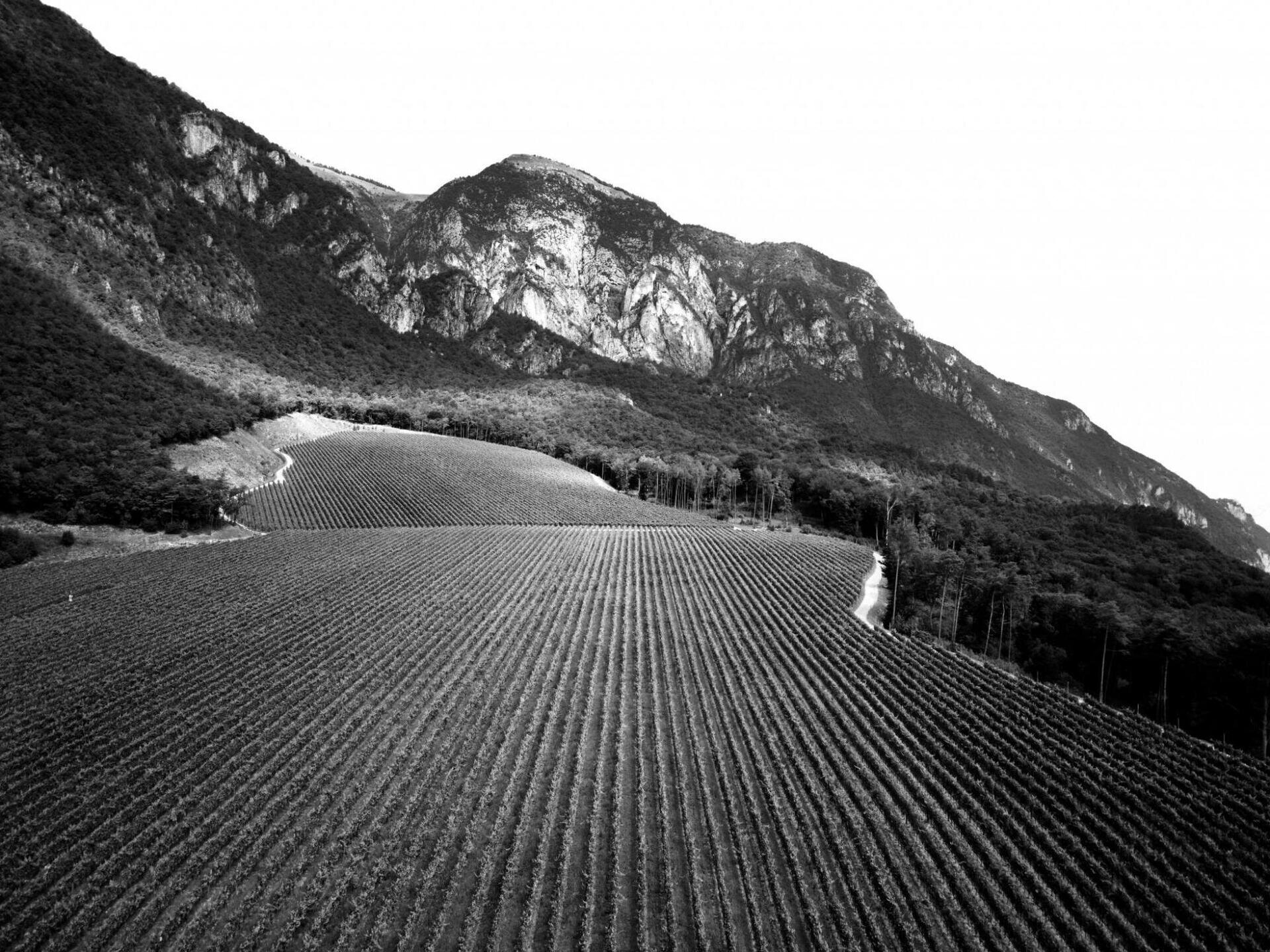 Images Trn 1 21e24426 074a 453e 800b A9d7c7f2c76a 99 Image