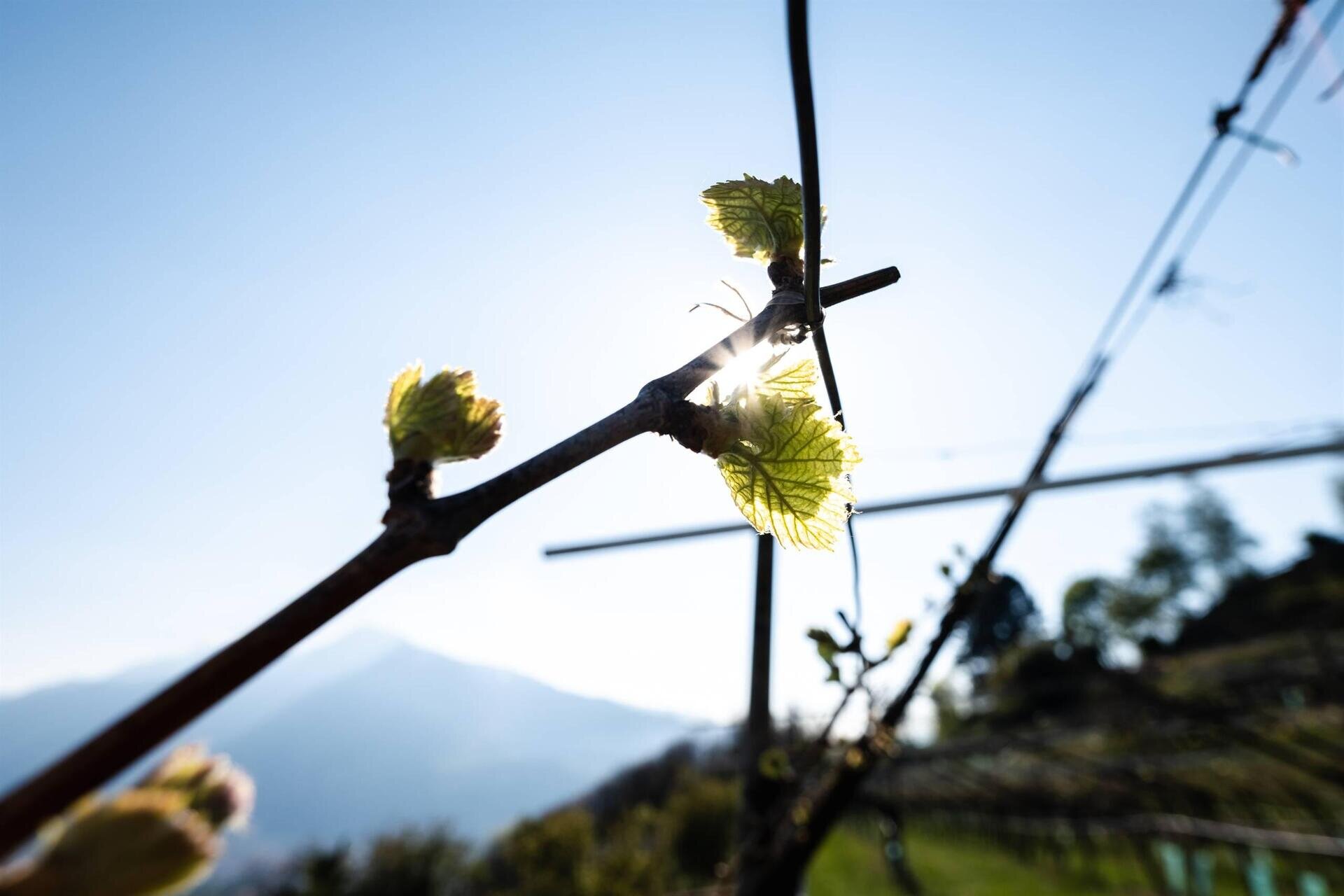 Neue Marken, eine einzige Identität: willkommen in Trentodoc