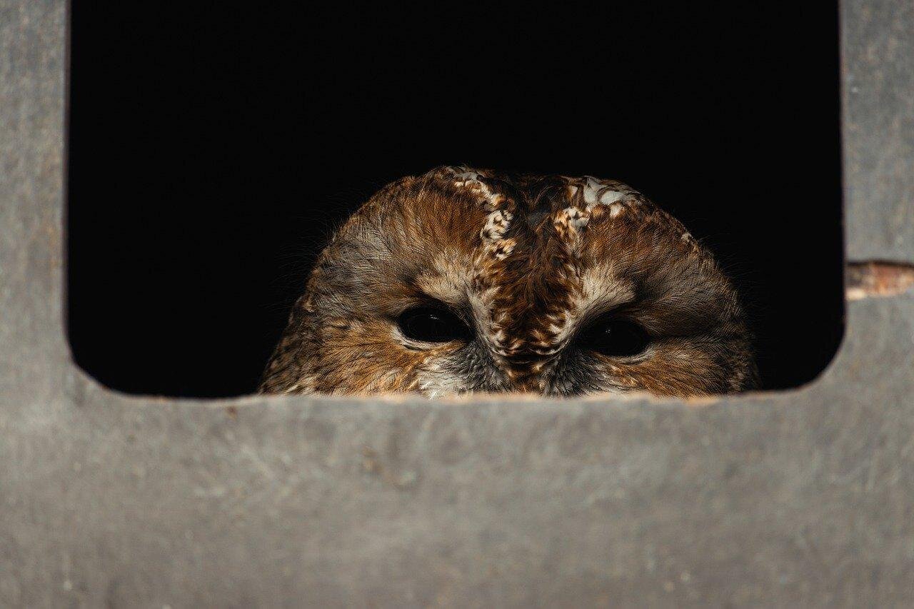Abend der Sterne, Eulen und Fledermäuse