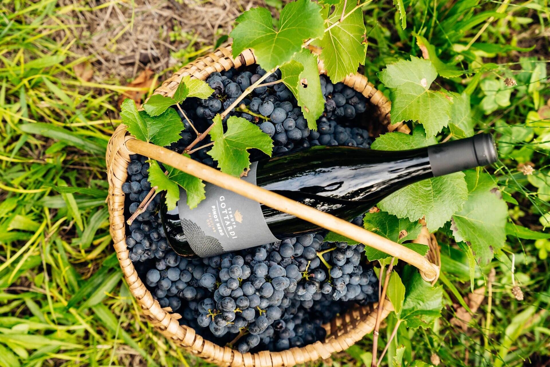 Tenuta Gottardi - Degustazione panoramica in vigna: natura e calici