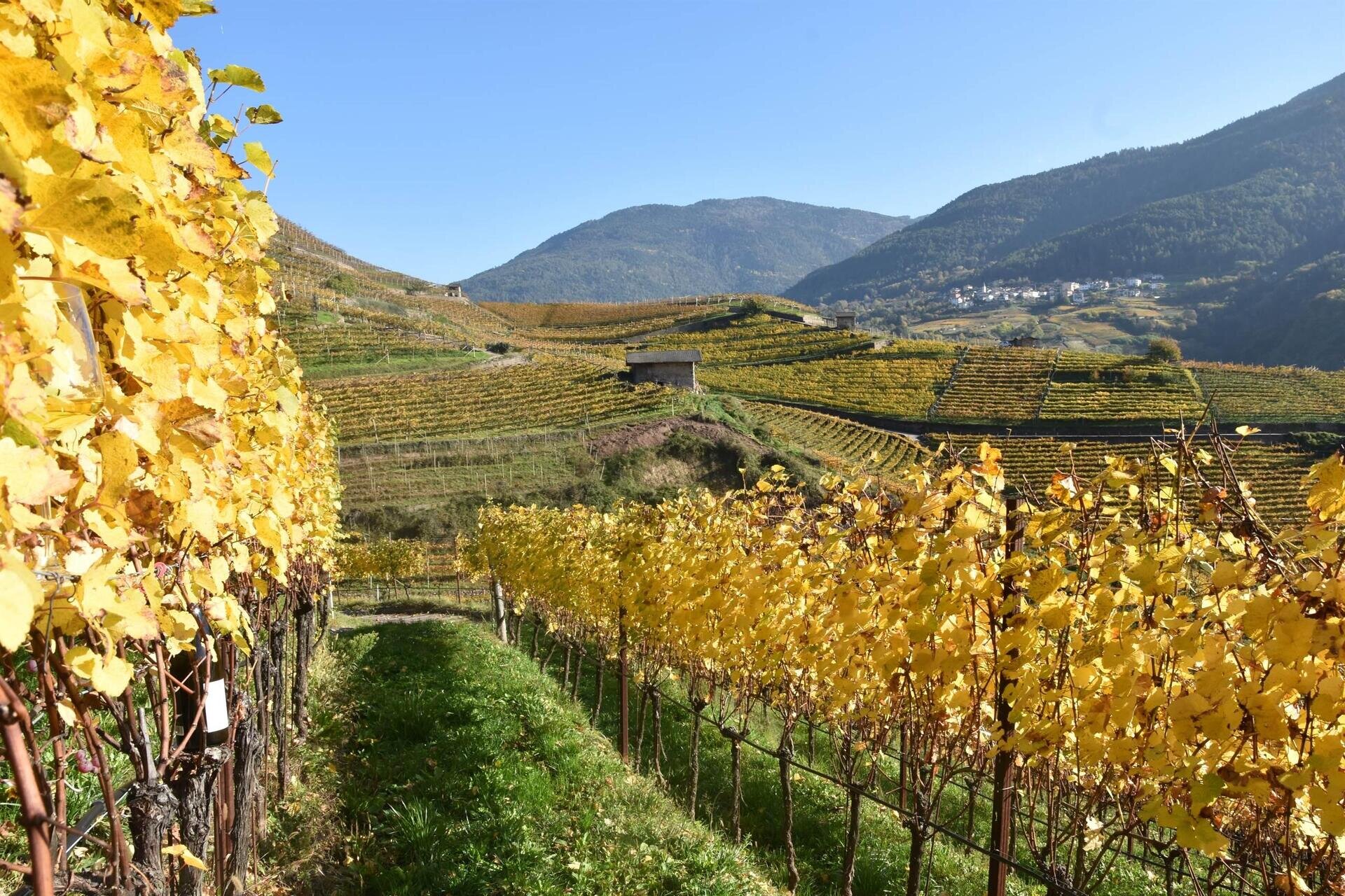 Tenuta Gottardi - Passeggiata in vigneto e degustazione di 5 vini: la cantina