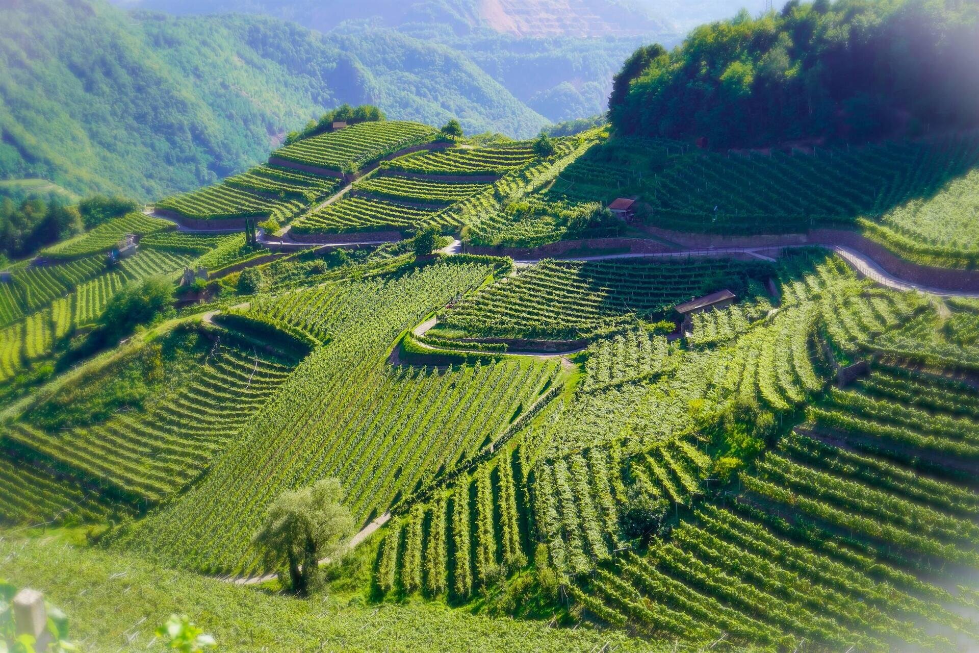 Trentodoc e sapori di montagna - Sinfonia di formaggi e miele