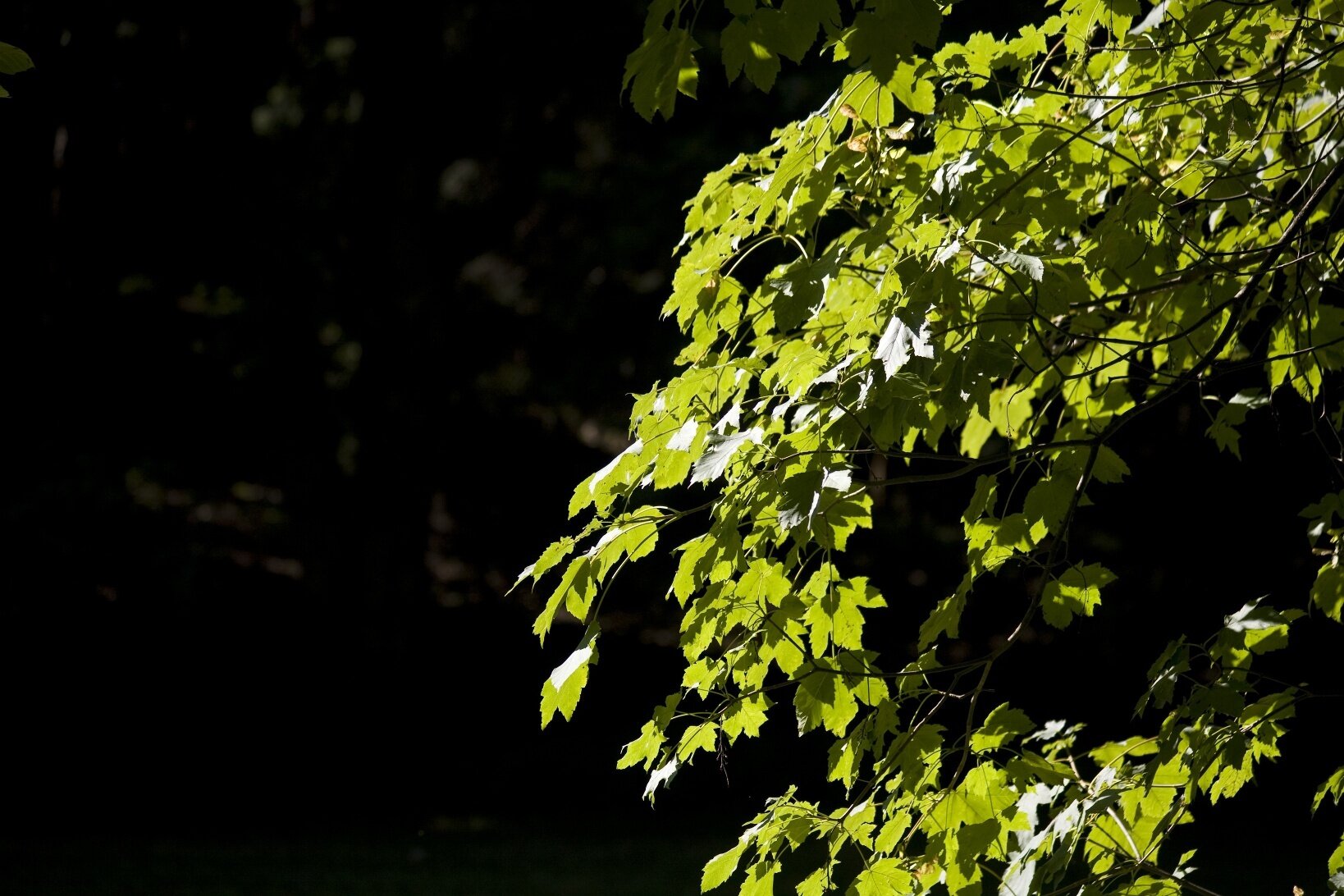 Img2 56058204 Default Variant