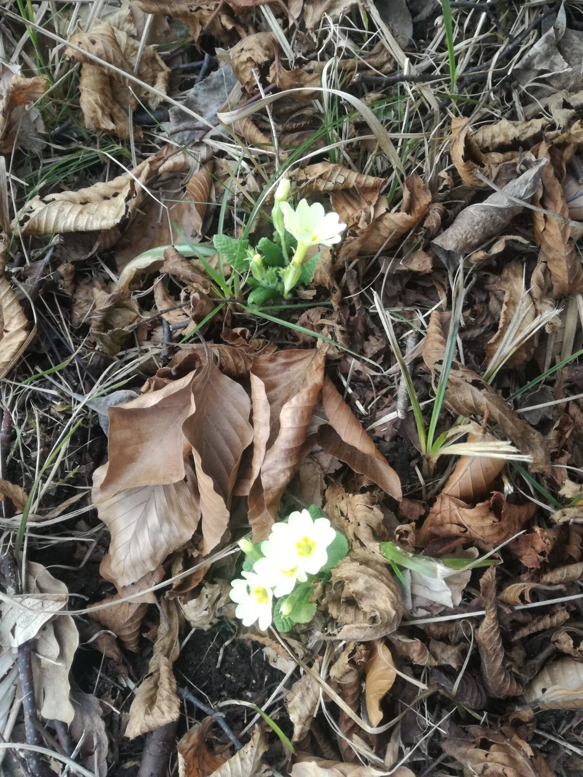 Img2 610436334 Default Variant