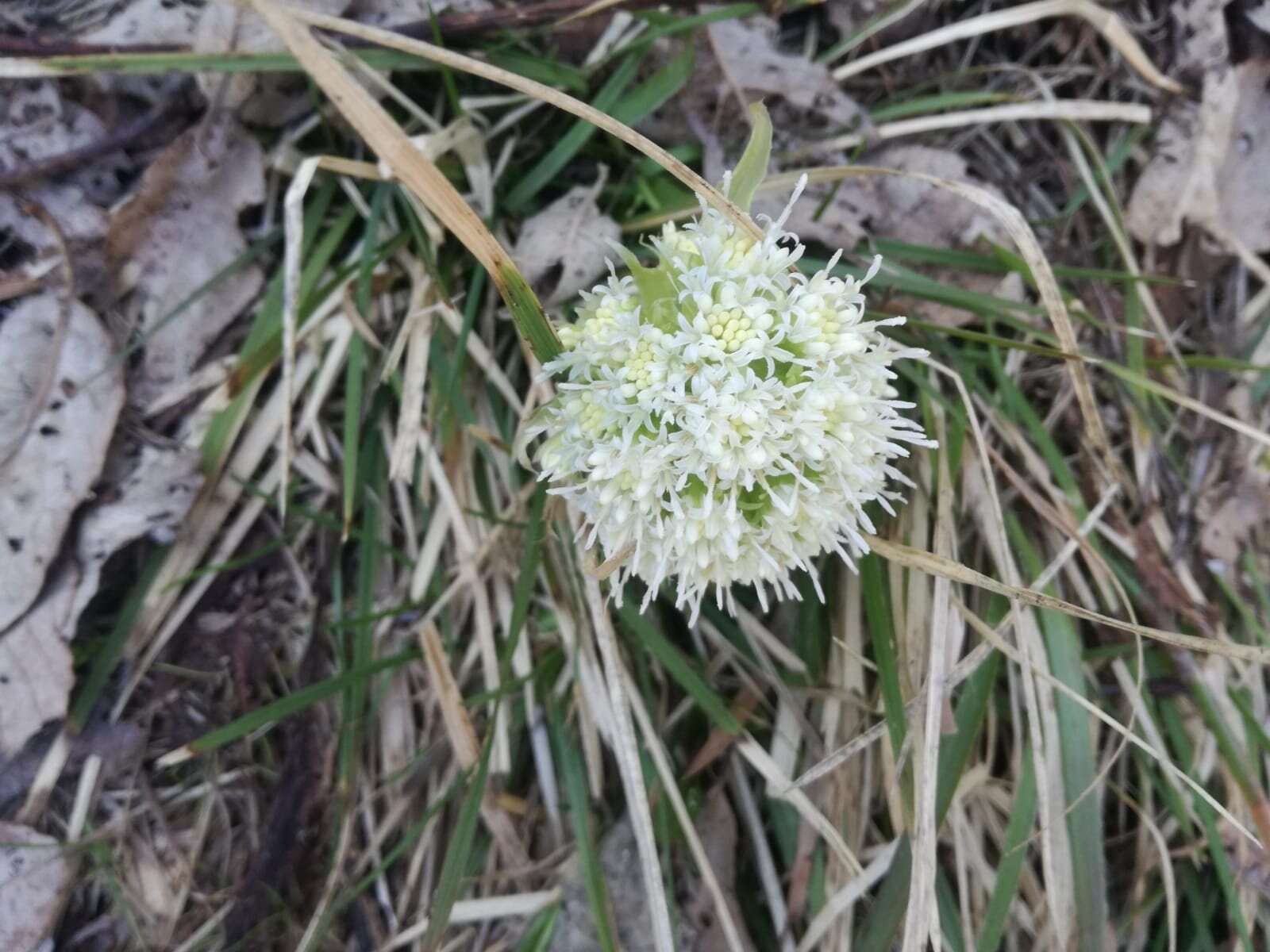 Img2 97010666 Default Variant