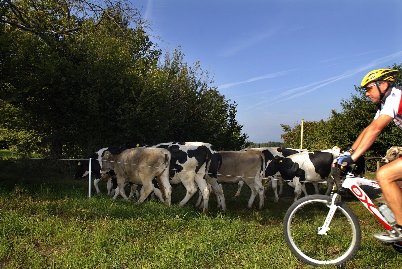 Img2 56058410 Default Variant