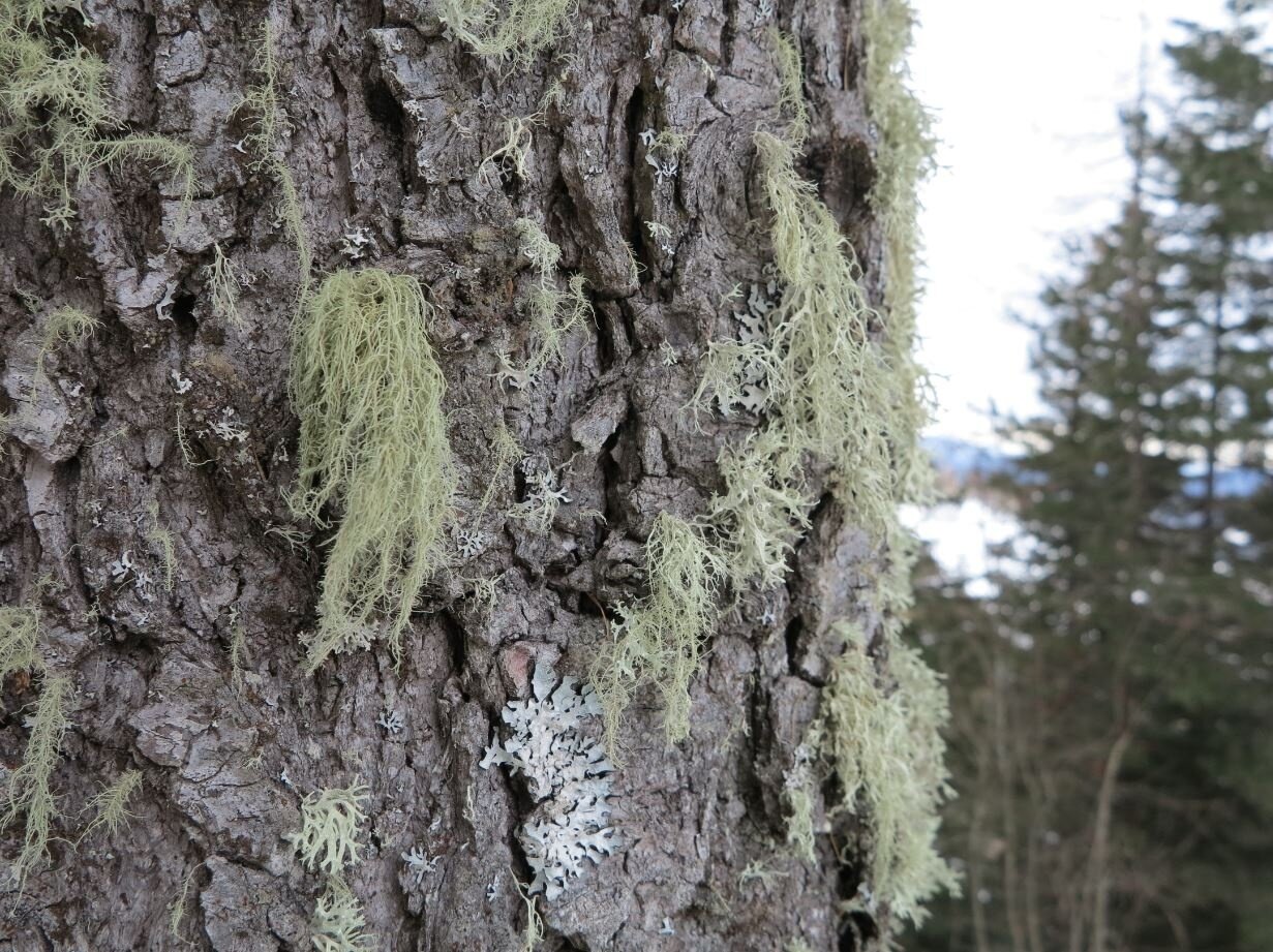 Img2 56418682 Default Variant