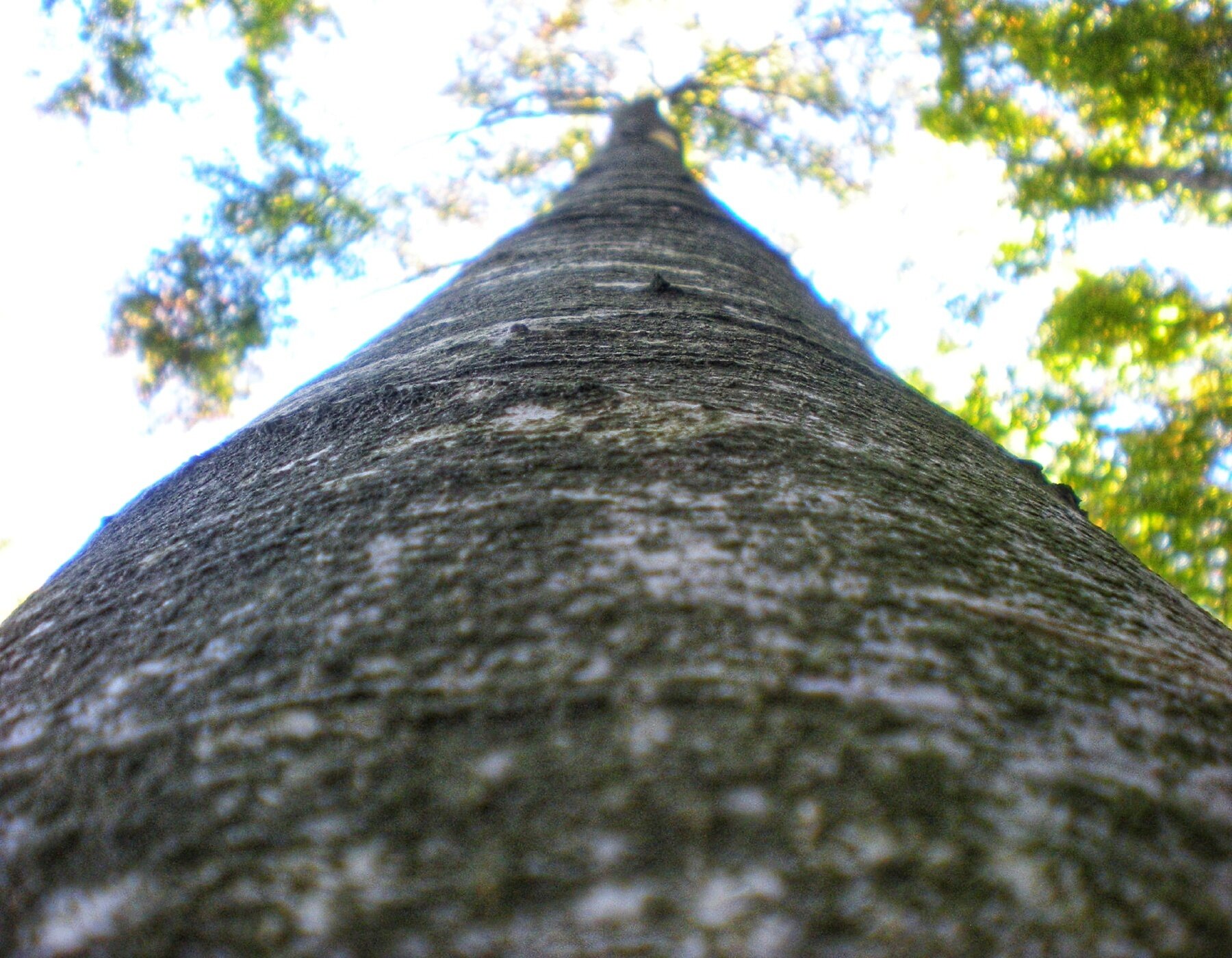 Img2 30105590 Default Variant
