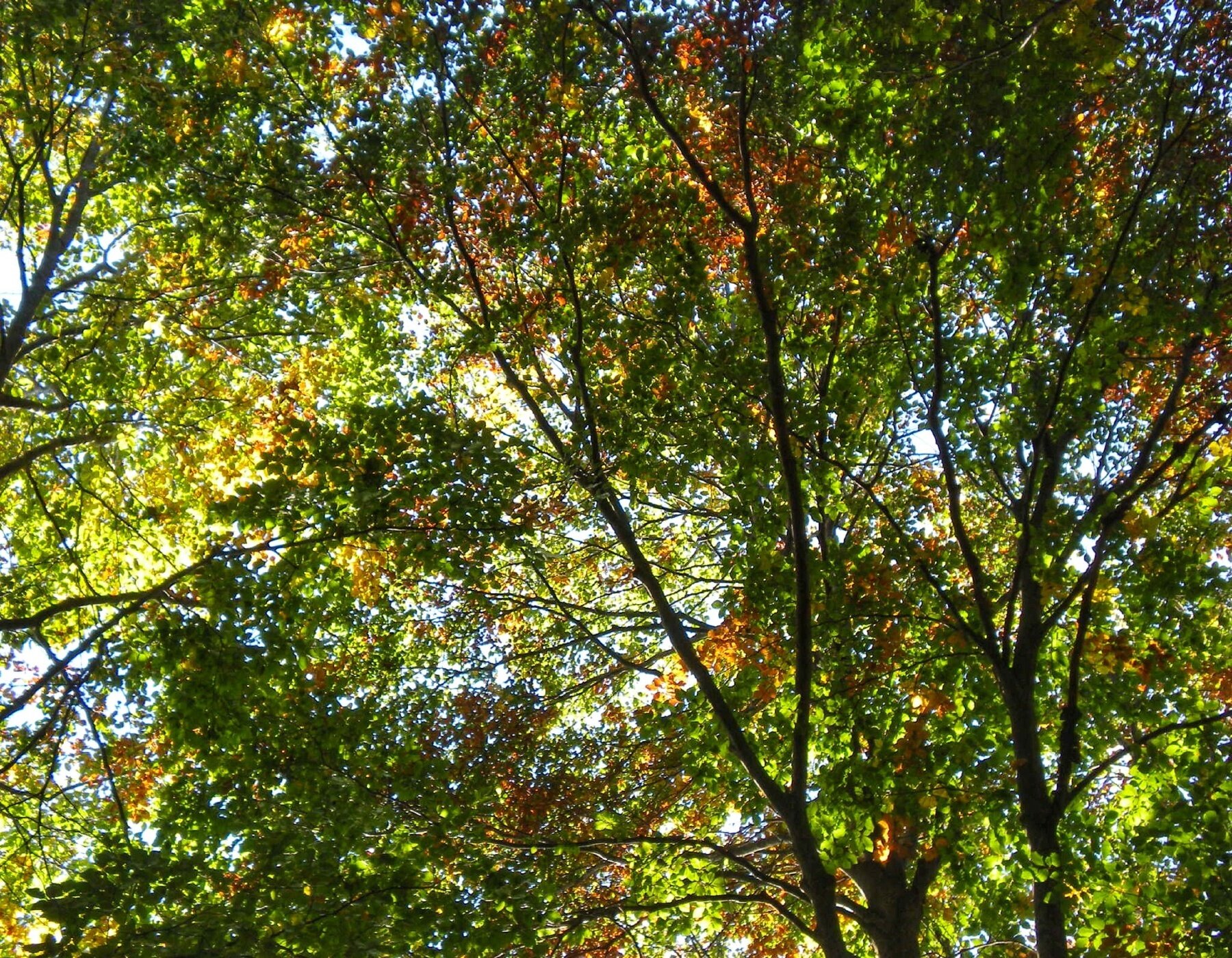 Img2 30105591 Default Variant