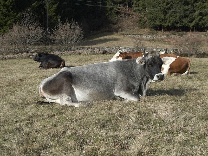 Img2 24148849 Default Variant