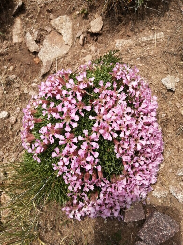 Img2 96201934 Default Variant