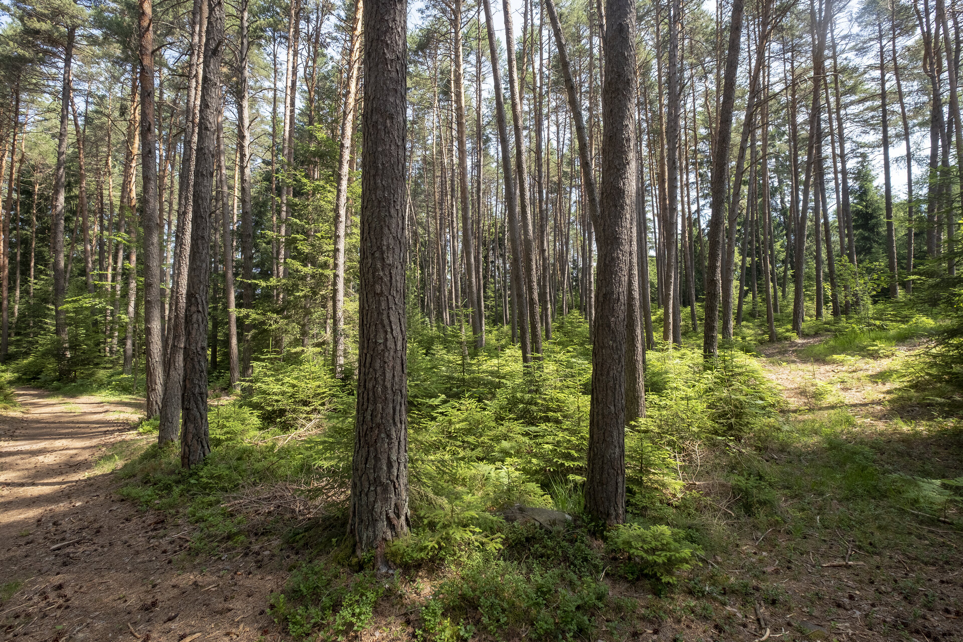 Content Dam Org 0 Images Full Rights Miste Laghestel Cf7302 Copia