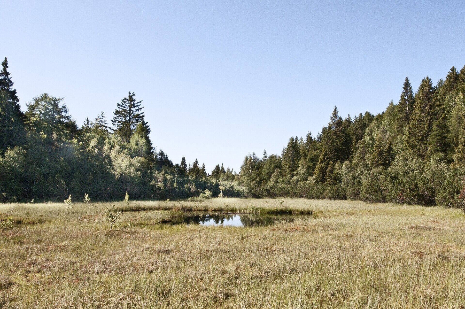 Content Dam Org 7 Images Full Rights Natura Biotopo Laghestel Biotopo Laghestel Archivio Altopiano Di Pine