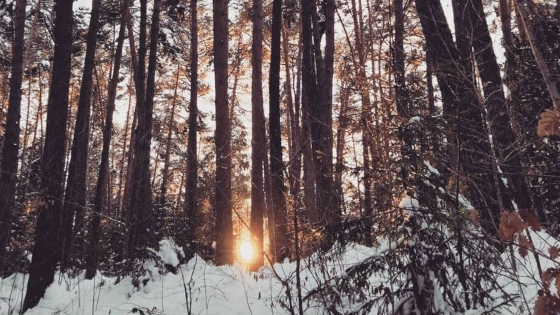 Content Dam Org 7 Images Full Rights Natura Laghetti Alpini E Cascate Biotopo Laghestel Inverno Apt Pine Cembra Bojan Ristovic