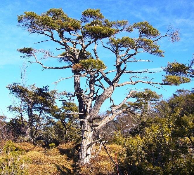 Content Dam Org 7 Images Full Rights Natura Biotopo Le Grave Biotopo Le Grave Archivio Altopiano Di Pine Autunnale