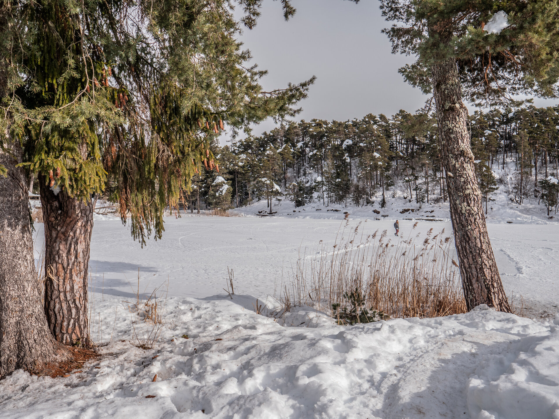 Content Dam Org 7 Images Full Rights Natura Pian Del Gacc S Colomba Inverno Ph A Monticelli 1