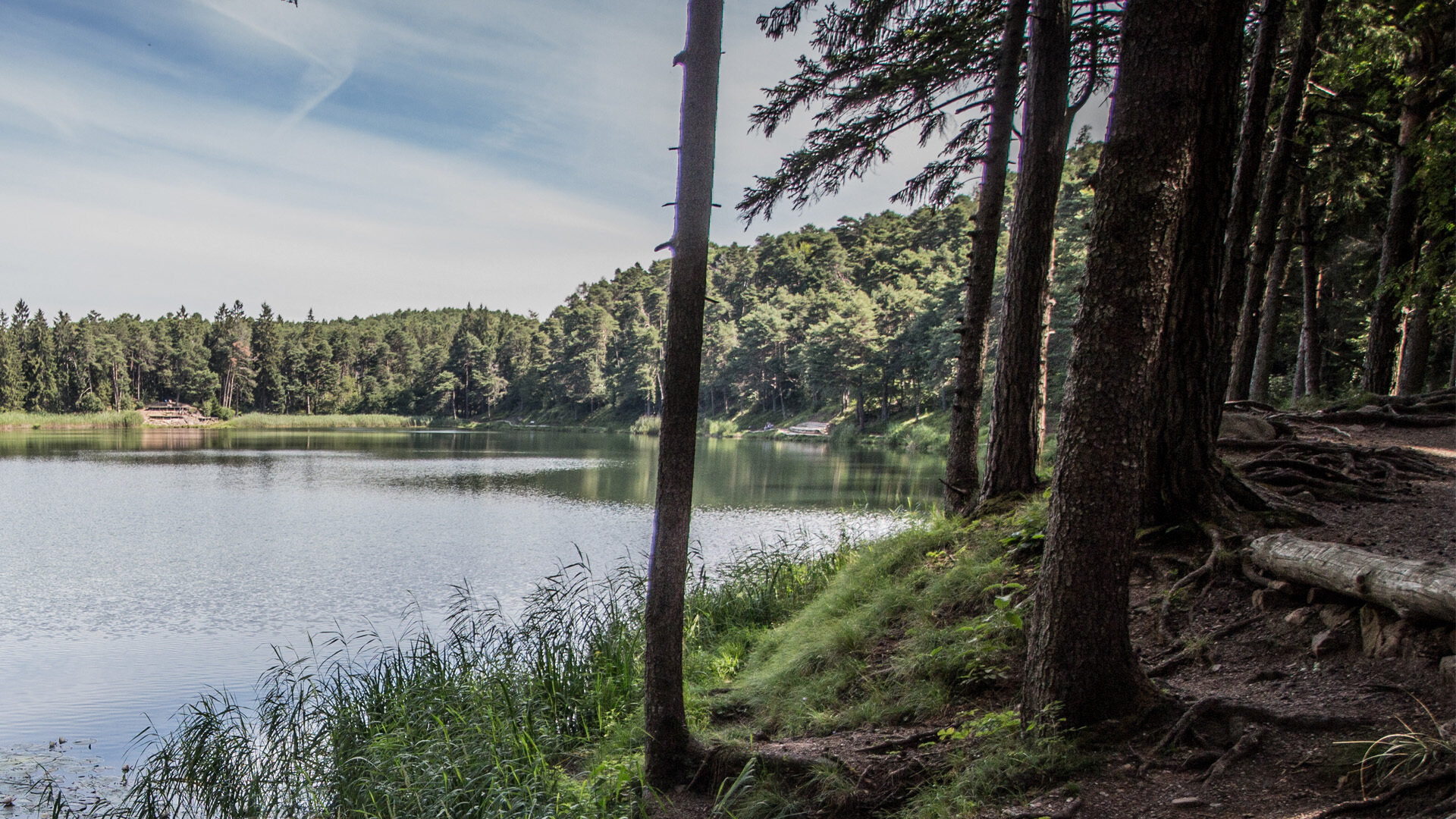 Content Dam Org 7 Images Full Rights Cultura Pine Musei Ed Ecomusei Ecomuseo Argentario Estate Apt Pine Cembra A Monticelli
