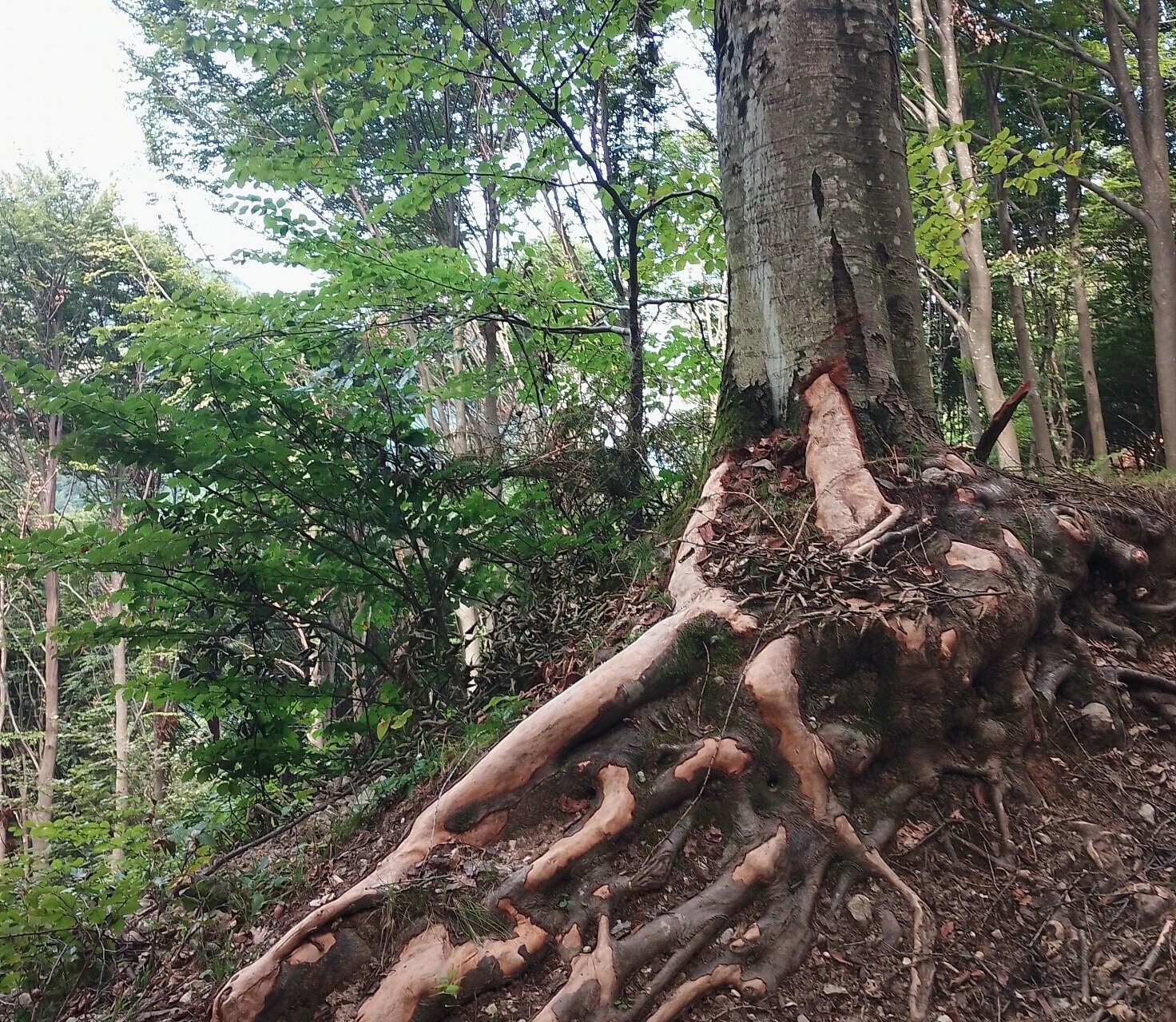 The secrets of the woods of Garniga Terme