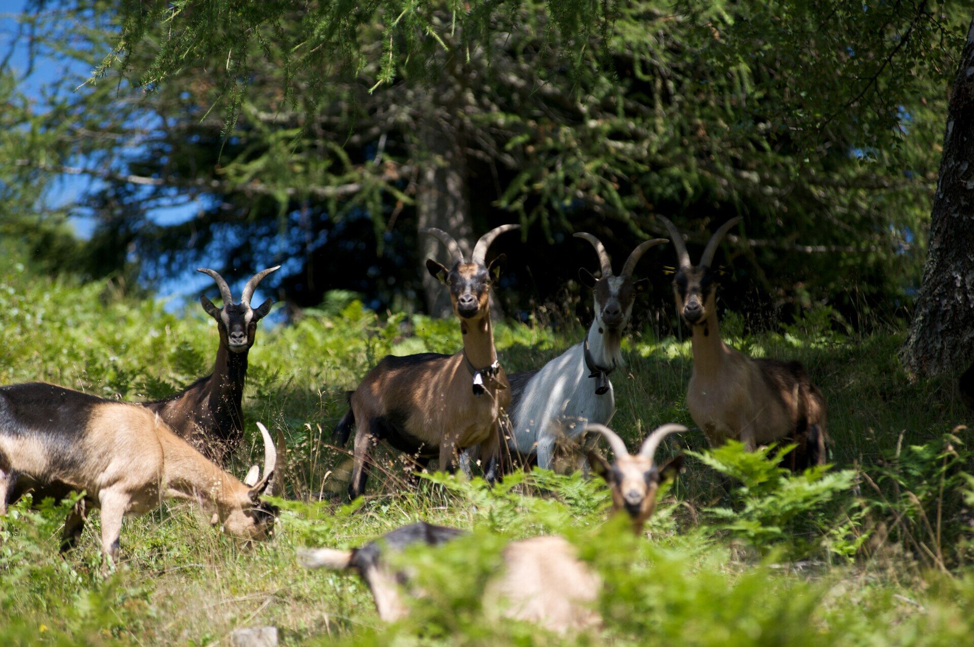 Das Projekt "Eine Ziege als Freund"