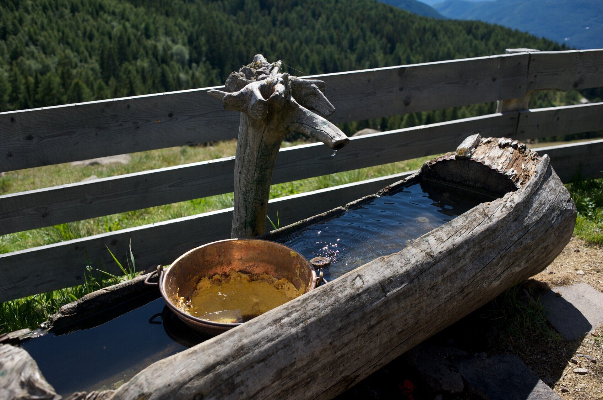 Content Dam Org 7 Images Full Rights Natura Capra Pezzata Archivio Pine Cembra Ph Daniela Bazzani 399