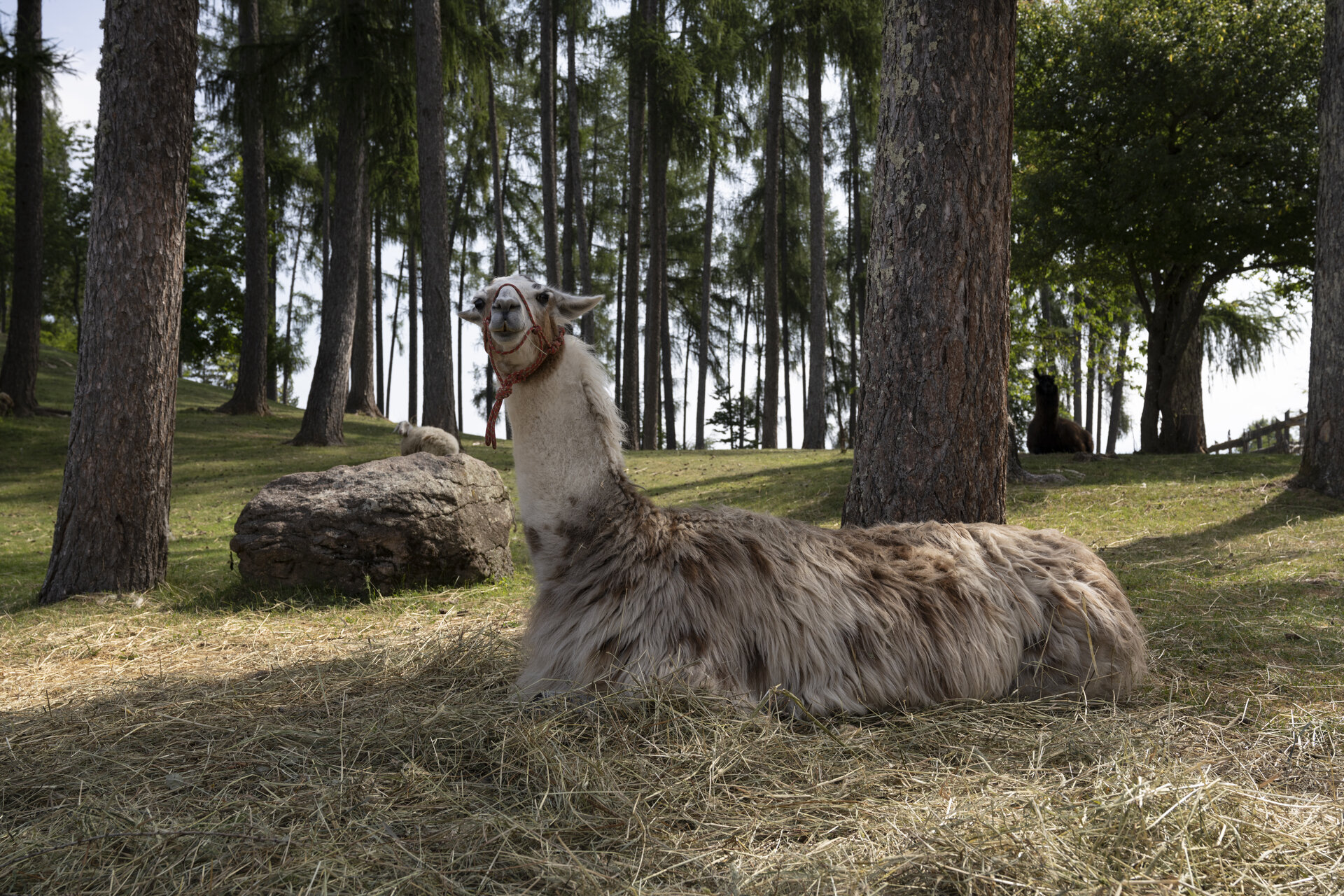 Content Dam Org 0 Images Full Rights Miste 20210703malga Candriai002