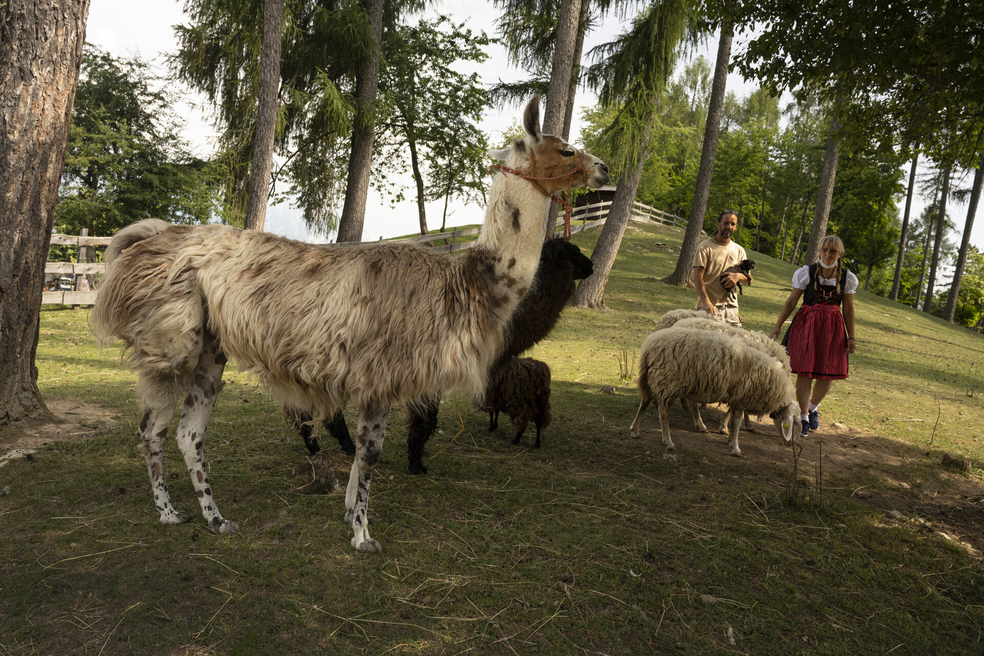 Content Dam Org 0 Images Full Rights Miste 20210703malga Candriai003