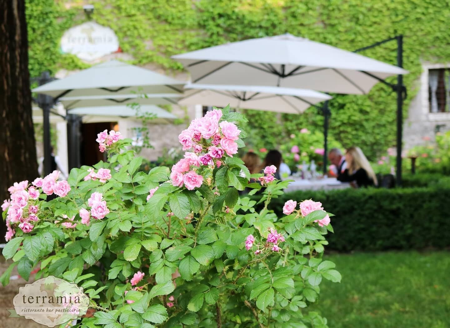 Content Dam Org 7 Images Full Rights Gusto Ristoranti Terramia Terramia 1