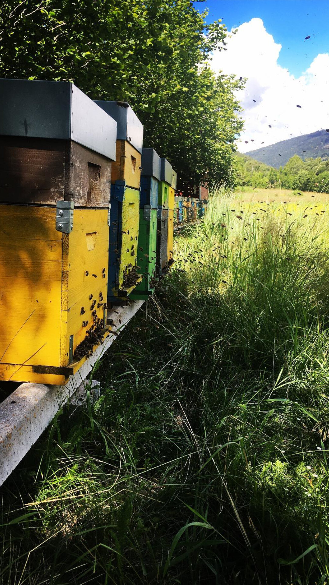 Content Dam Org 7 Images Full Rights Shopping Produzioni Agricole Pine Apicoltura Gocce Doro