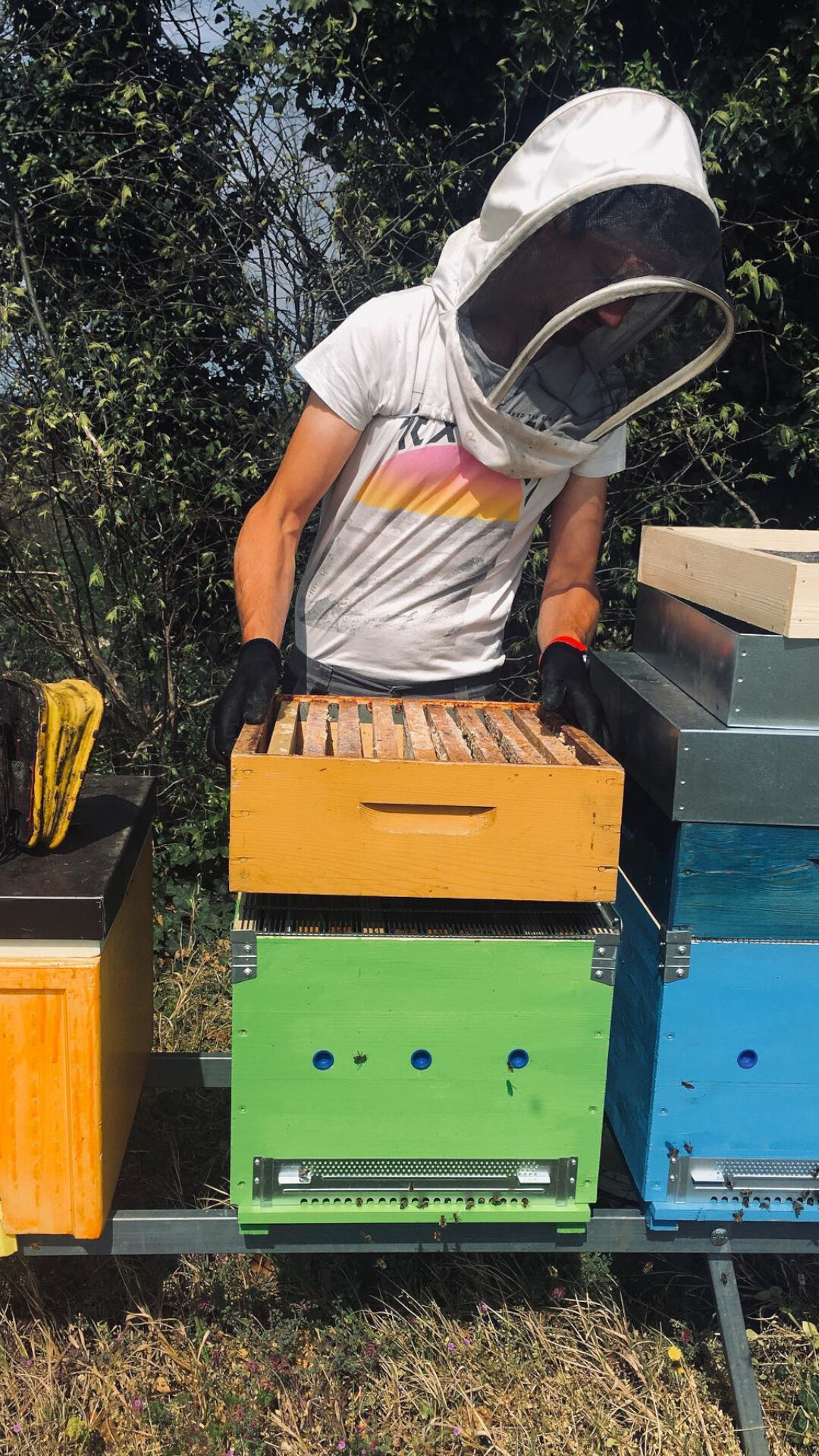 Content Dam Org 7 Images Full Rights Shopping Pine Produzioni Agricole Pine Apicoltura Gocce Doro 2