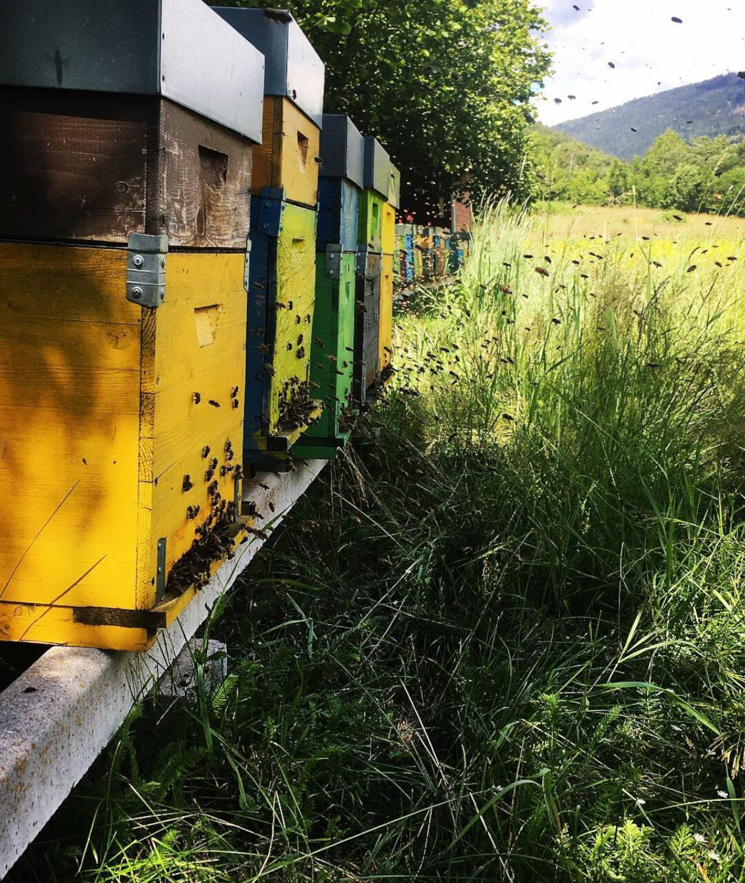 Beekeeping Gocce D'Oro and Herb Garden