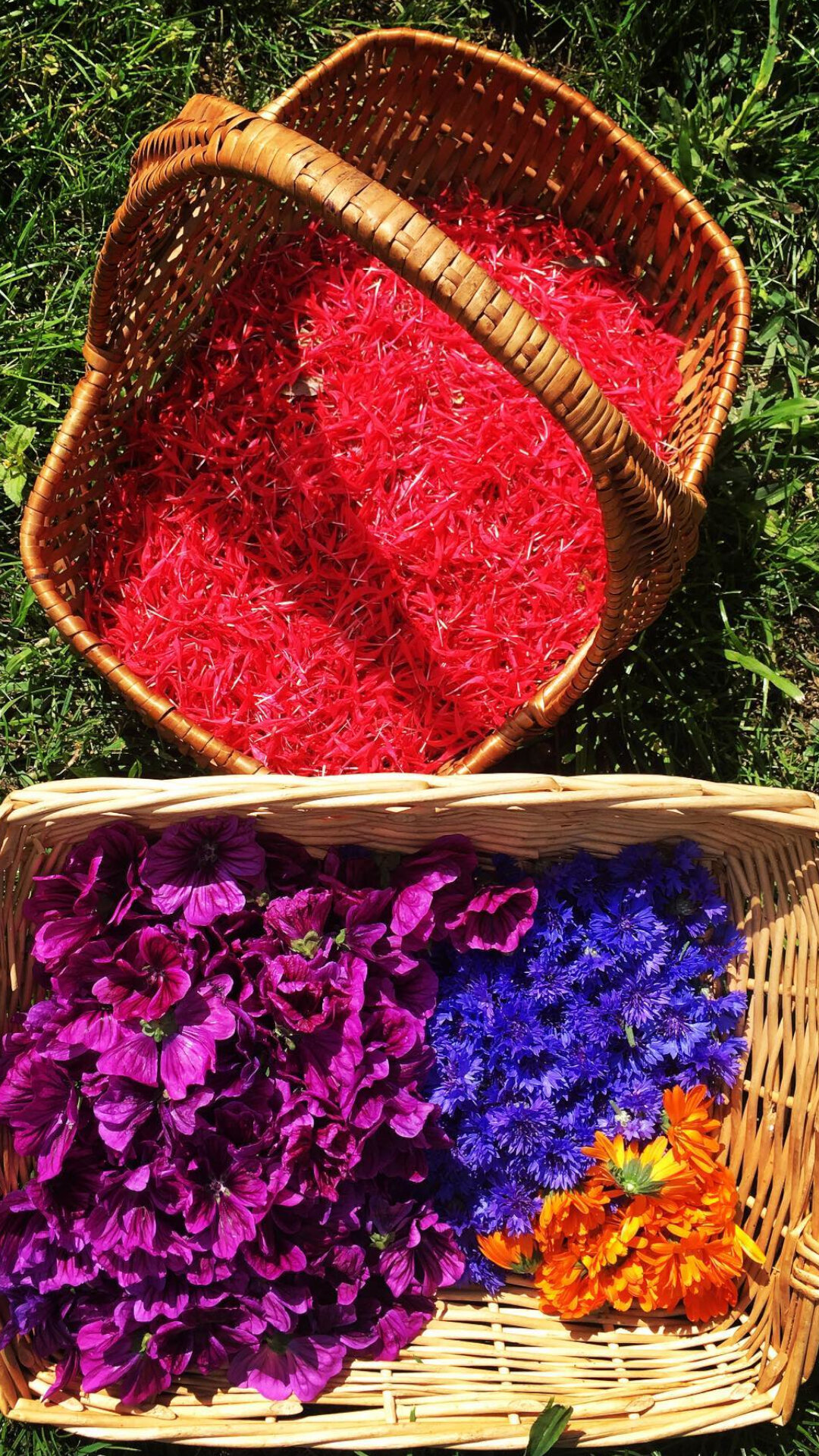 Content Dam Org 7 Images Full Rights Shopping Produzioni Agricole Pine Apicoltura Gocce Doro 3