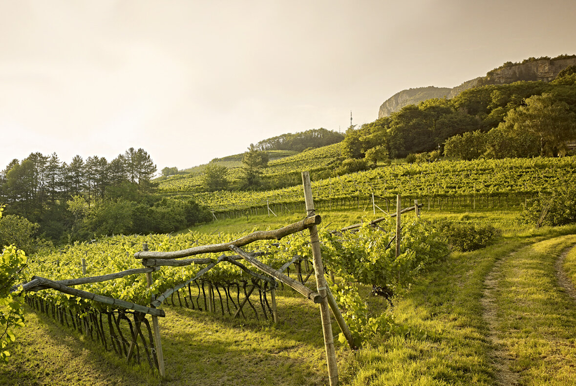 Content Dam Org 7 Images Full Rights Gusto Cantine Cantina Sociale Cantina Sociale 5